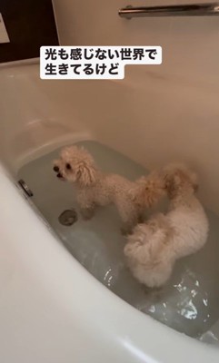 泳ぎにチャレンジするロコちゃん3