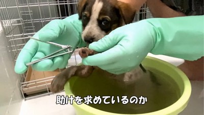 カメラの方を見る子犬