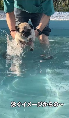 プールに来たぽんずちゃん2