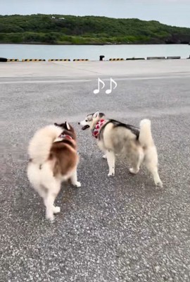 ブルちゃんとベルちゃんの日常