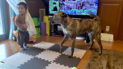 パパが戻ってきた時のりゅうさん