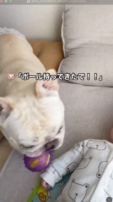 ボールを加えて赤ちゃんの近くにやってきた犬