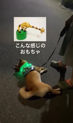 カンくんのお散歩拒否7