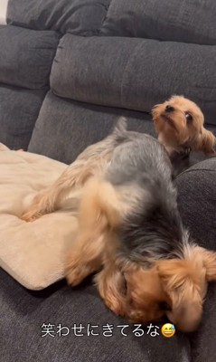 ソファーの上で暴れる小型犬達