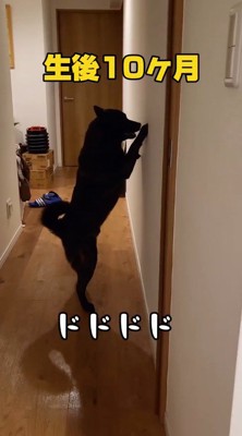 立ち上がって前足で壁を掘る犬