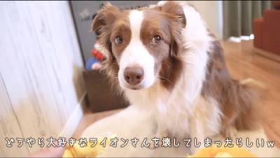 上目遣いでカメラを見つめる犬