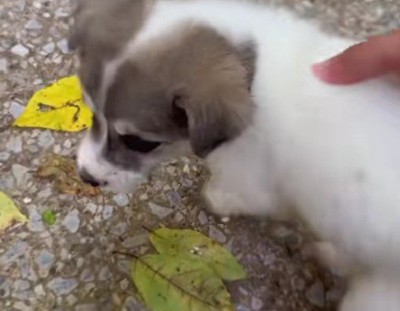 子犬を発見!!