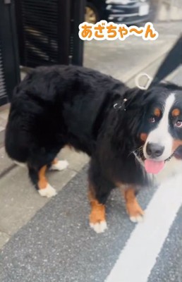 名前を呼ばれるあざちゃん