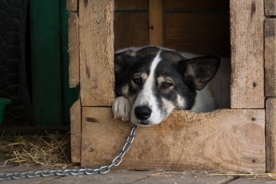 木製の小屋、鎖に繋がれた白黒の犬