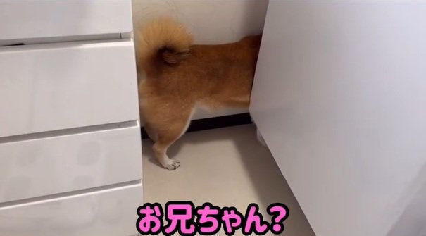 隙間に挟まるロックくん