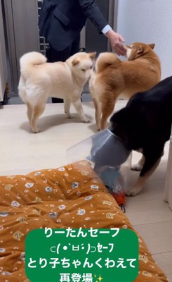 撫でられる赤柴さん