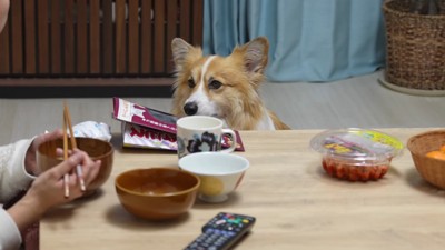 「ご飯ください…」