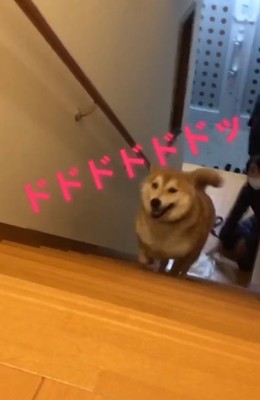 階段を駆け上がる福ちゃん