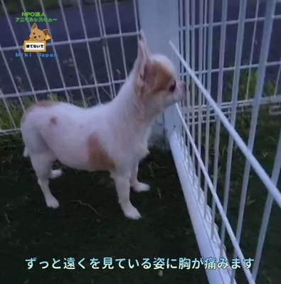 飼い主を探す姿が切ない…