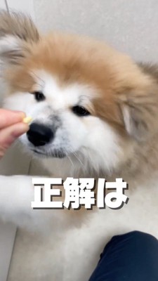 鼻先に出された指を見つめる子犬