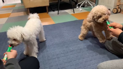 寝る前のいちごちゃん6