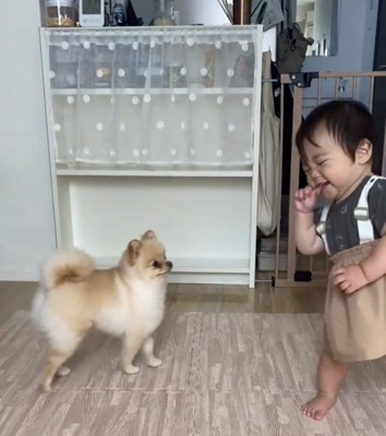 子どものことをよく見る犬2