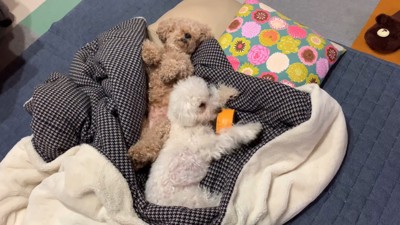 寝る前のいちごちゃん4