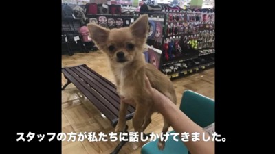 売れ残りのわんこを発見