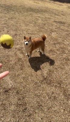 犬に向かってボールを投げる飼い主