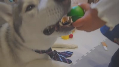 ブロッコリーを食べるもんちゃん