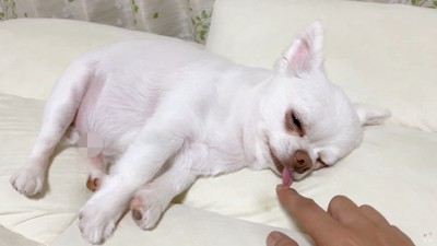 コハクくんの舌を掴んだら？3