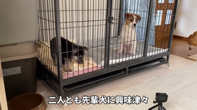 先住犬には興味津々♪