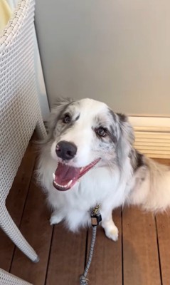 お店に案内してくれるルークくん9