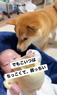 優しさを見せ始めたあめまるちゃん