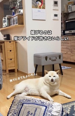 「ここに来てもいいよ」