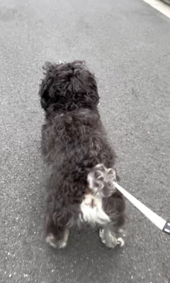 綱吉くんを止める方法⑩