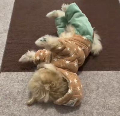 コテンと倒れちゃった