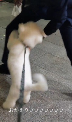 パパさんのお迎えに来たふう太くん7