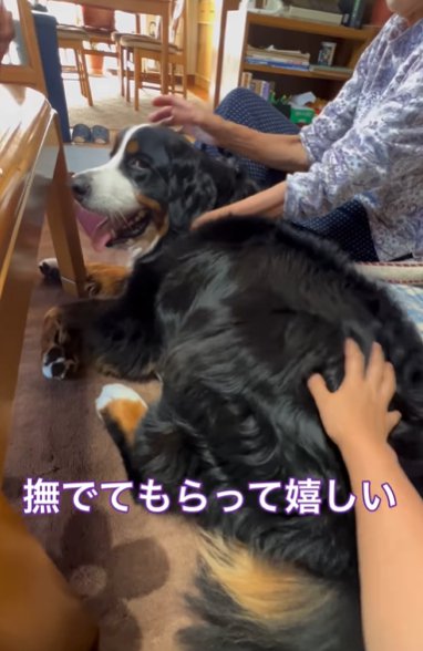 家族に撫でてもらうバーニーズマウンテンドッグ