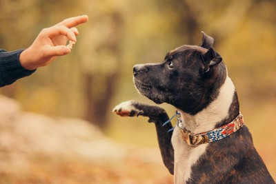 おやつを見て手を上げている犬