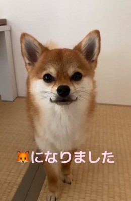 成長した虎鉄くん