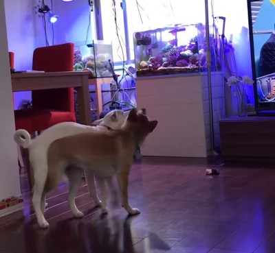 脚カバーを取り合う姉妹犬