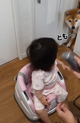 ドアから顔を覗かせる柴犬
