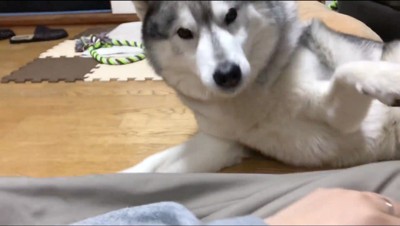 飼い主の手に自分の前足を置く犬