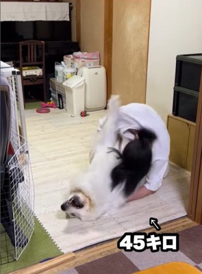 ドレミちゃんの成長7