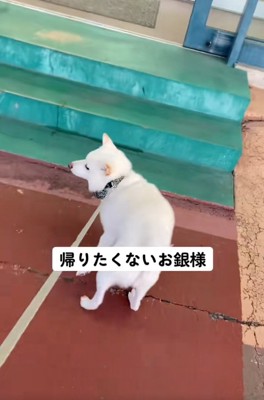リードを引っ張る飼い主さん