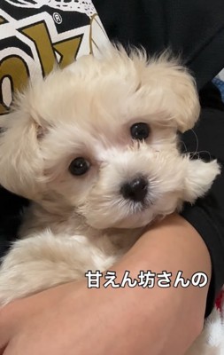 飼い主に抱っこされている子犬