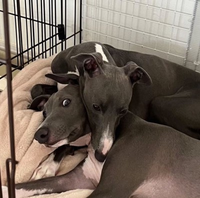 ケージの中でじゃれる2頭のイタリアングレーハウンド
