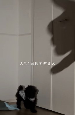 素早く犬に近づく影