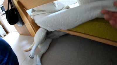 耳掃除を嫌がるきなこちゃん7