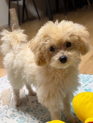 同居犬はぬいぐるみのよう♡