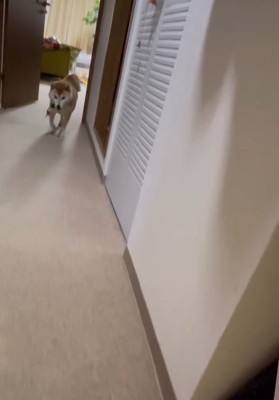 カギを咥えてきたまるちゃん