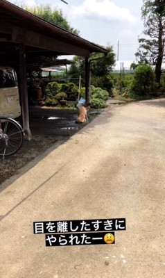 水溜まりに入るむぎちゃん