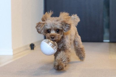 おやつ入りおもちゃを運ぶトイプードル