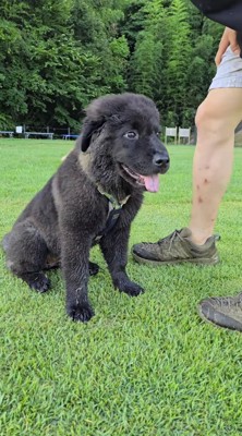 男性を見上げる黒い犬